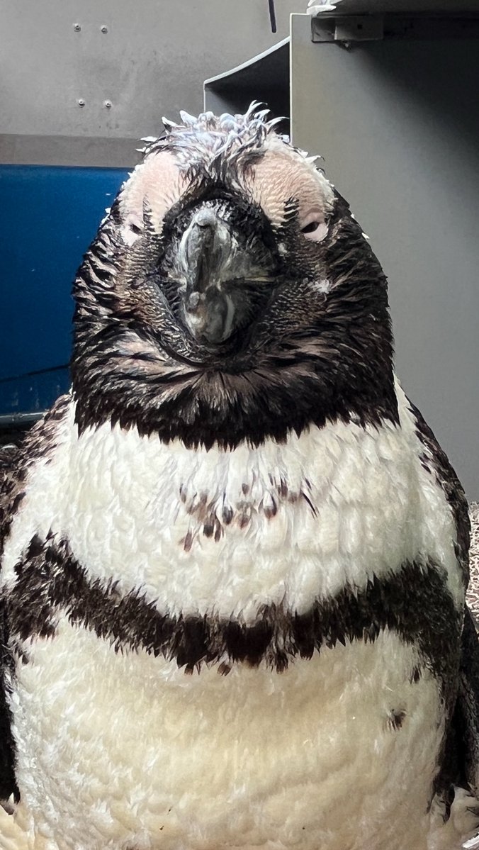 Sunshine_Aqua's tweet photo. ペンギンたちの換羽前は、体重が1.5倍近くにまでなります。
すると、色々と引っ張られるのか、���の表情も大きく変化します。
表情が変わるので、誰なのか？わからなくなるくらいです💦 https://t.co/6D8bAaKiLy
