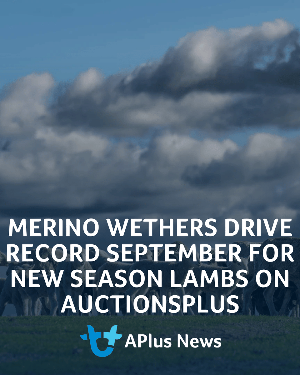 AuctionsPlus's tweet photo. AuctionsPlus has recorded its biggest September for new season lambs in the past decade, writes Natasha Lobban.

READ ARTICLE: https://t.co/MbZeWOuLz2 https://t.co/VdDrUAWKpE
