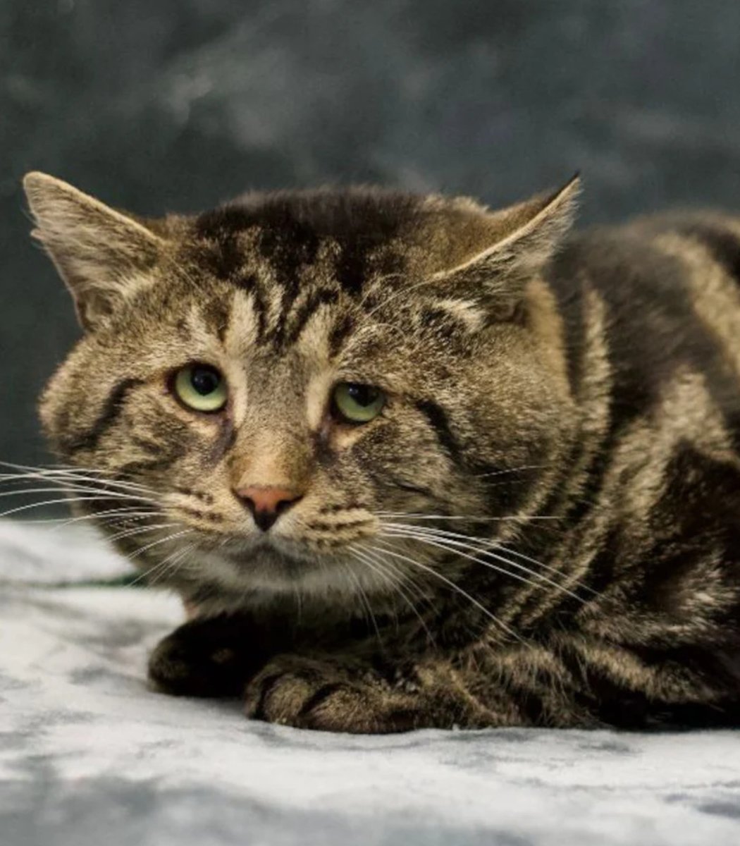 pubity's tweet photo. A cat named Fishtopher has had his life completely turned around after getting adopted.

He went viral after his sad face got posted online, and a couple drove 2 hours just to pick him up and give him a new home. All he needed was a loving family.

images via mister.fishtopher https://t.co/22L8Bn3Max