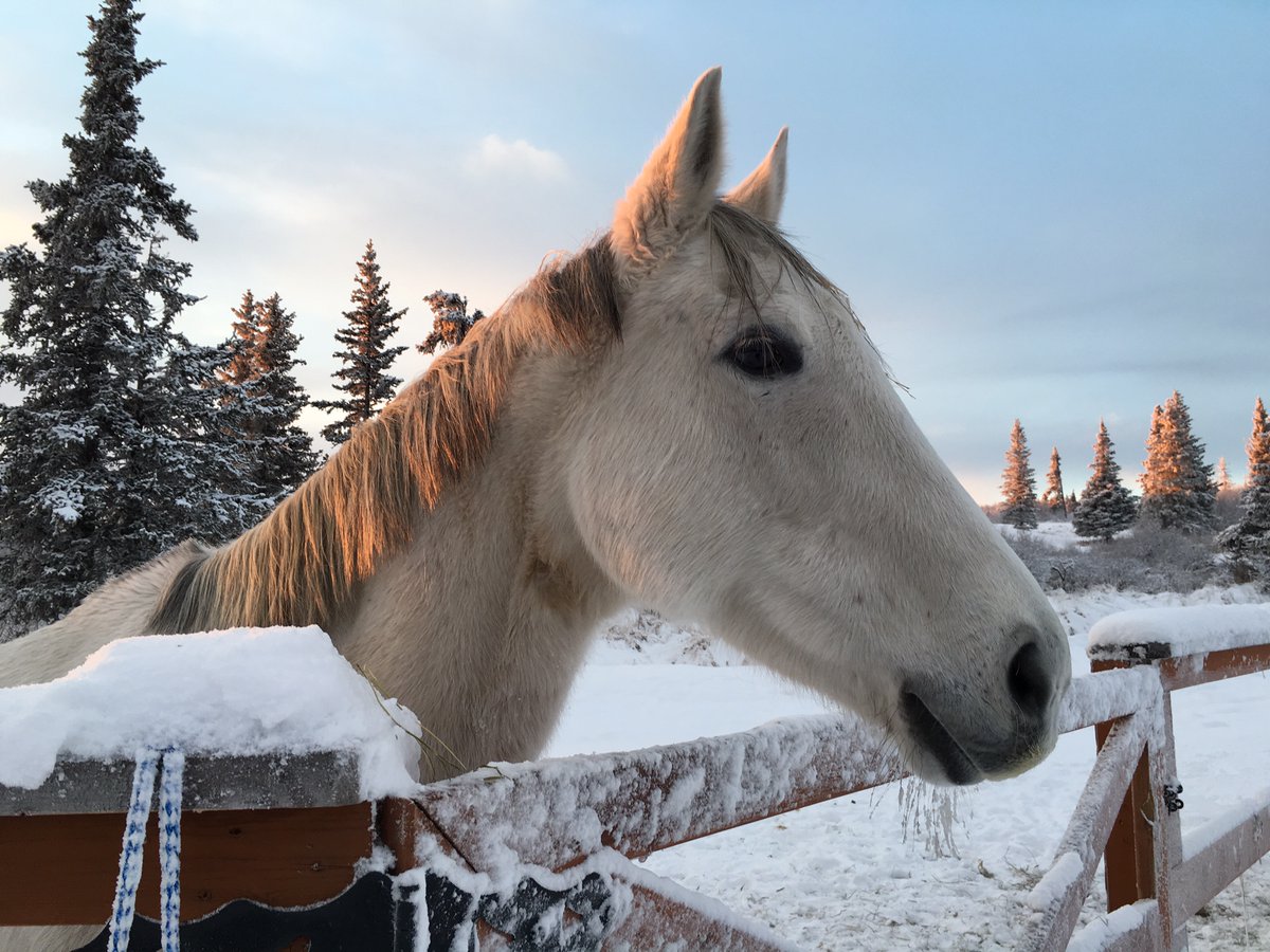 BarEquimel's tweet photo. @CureMelanoma We're working on melanoma in horses! https://t.co/S5fjIZAaNc
