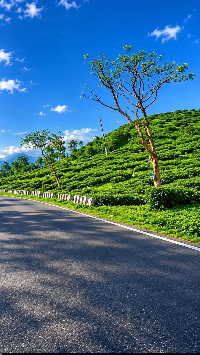 Meharjan555205's tweet photo. Let the road lead. Let the mountains speak. 🌿🏔️ #teagarden 
#jammukashmir
#bigboss #tejran
#karuppu #spiritualawakening https://t.co/BZHqtTBA1S