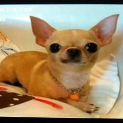 iamneverleaving's tweet photo. The "Samsung dog" refers to Enrique the Dog, a hidden low-resolution photo of a Chihuahua found in the diagnostic test menu of millions of Samsung Galaxy smartphones.

SRC: REDDIT https://t.co/CHQczYz6XV