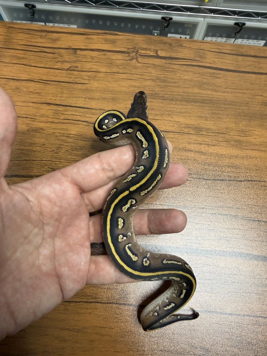 regius_rep_kobe's tweet photo. 今回のハッチから、まずはこちらの一匹をご紹介。
Black Head Mojave DH Piebald Ultramel Poss Hypo
です。
バックラインの入りがとても綺麗で尻尾の先まで綺麗に色が入ってはっきり色が出てるのがお気に入りの一体です。餌もしっかり食べてくれるので、給餌がスムーズなのも嬉しいところ😂

個体の詳細はHPへ。ご相談は公式LINEからどうぞ。
公式LINE ▶ https://t.co/K5VtP0UPoM
HP ▶ https://t.co/BnVO7LvZua

🔰 飼育セットも販売中です。
販売個体・詳細はプロフィールのリンクからもご覧いただけます。

#ballpython
#royalpython