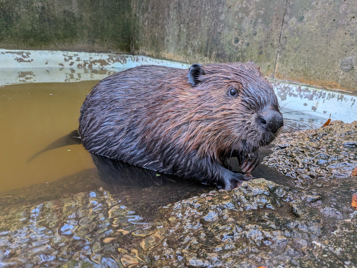 ChibaZoo's tweet photo. 【お知らせ】
アメリカビーバーの「キキョウ」が10月17日(土)に釧路市動物園へ移動することになりました。
最終展示日は、10月16日(金)となります！詳しくはHPをご覧下さい。(飼2)
#千葉市動物公園　#アメリカビーバー

https://t.co/B0RnTFjN0O https://t.co/LW8AlZBnWR