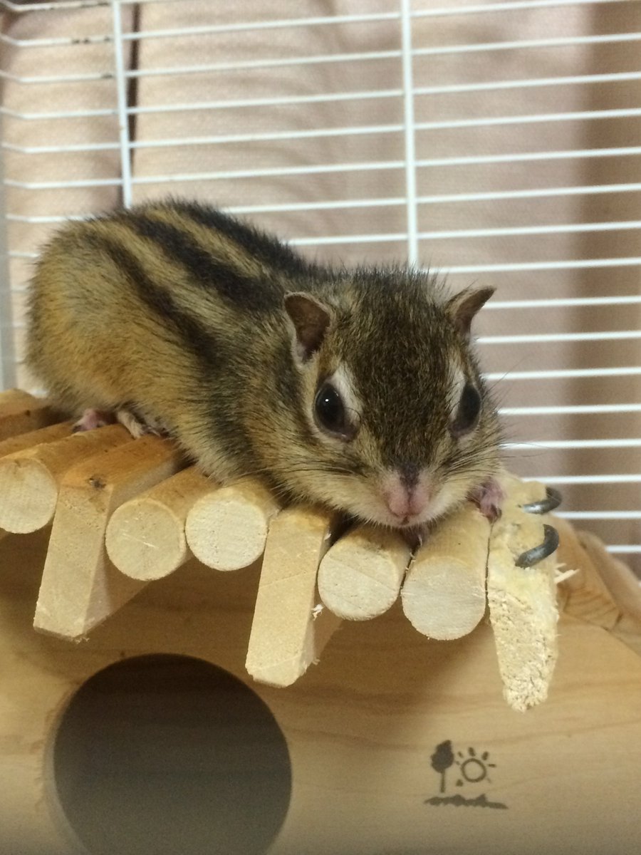 fal_pp's tweet photo. @papaAKA_0602 シマリスさんですね
今は輸入禁になって
飼えなくなってしまいましたね

見た目とちょこまかとした動きが可愛かったです。 https://t.co/WFhraP5F5Y