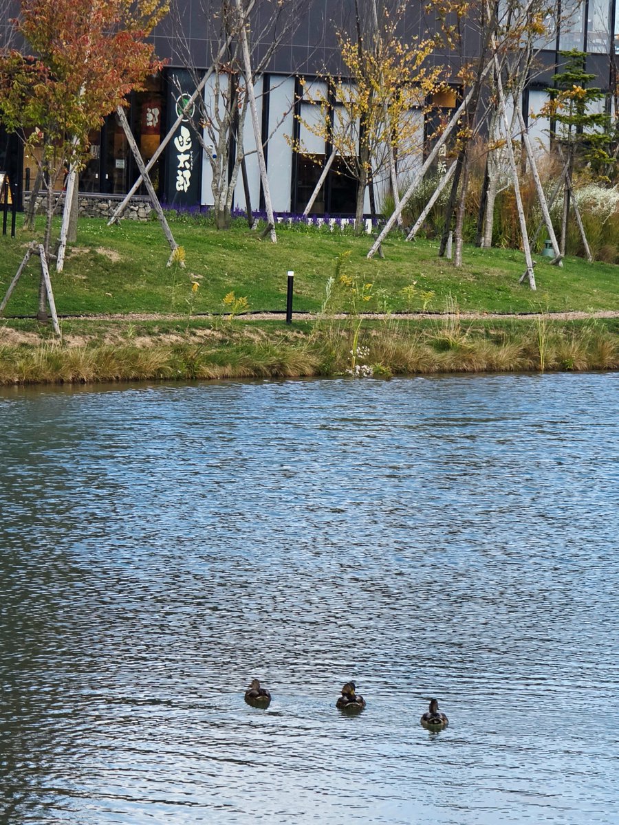 FVillagePR's tweet photo. Fビレッジの池に、
カルガモが遊びにきてました🦆🦆🦆

#カルガモ隊 ！？
#Fビレッジ #エスコンフィールド https://t.co/vm3YA74WWk