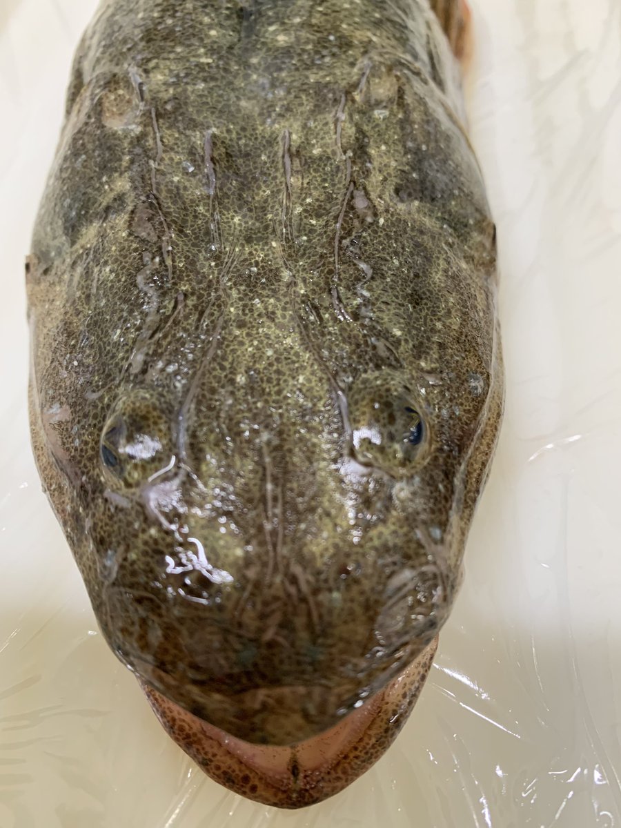 skanayaneko's tweet photo. お魚の名前分かるかな❓ https://t.co/ChGETW6Z4a