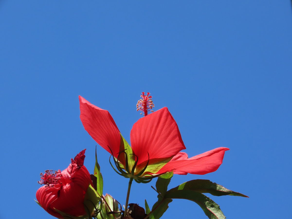 rockricefield2's tweet photo. #モミジアオイ が咲いてました。
赤が綺麗です。

花言葉：温和　穏やかさ　優しさ
努力の賜物
開花時期：８～９月
原産地：北アメリカ

#ながよらいふ #紅葉葵 https://t.co/Mstc19Efd6