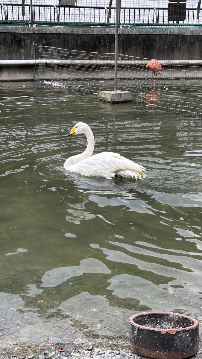 hamamatsuzoo's tweet photo. 仙台市八木山動物公園から浜松市動物園の水鳥の池にオオハクチョウが仲間入りしました！🦢

ぜひ会いに来て下さい♪

＃浜松市動物園　＃オオハクチョウ https://t.co/63G5r7QoQU