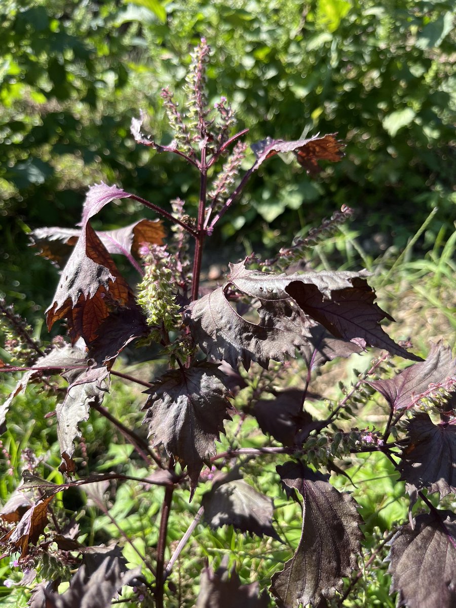 kahapipi's tweet photo. シソの実 🌱 https://t.co/jGQjDCeEqg