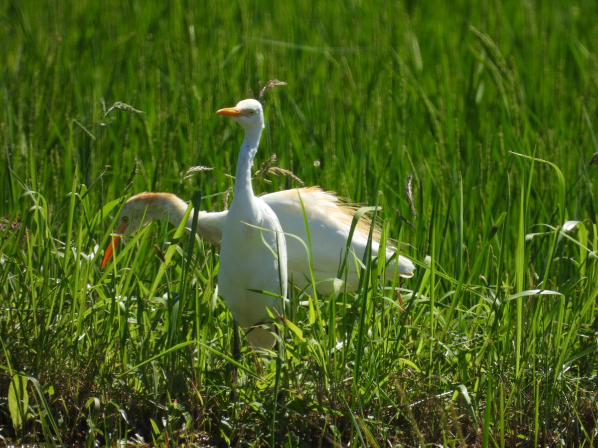 kotorifly's tweet photo. 手前の白い子も
アマサギなのかな
#アマサギ　#野鳥　#野鳥撮影 https://t.co/MFxAhqnW1i