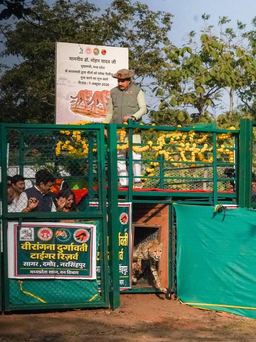 ntca_india's tweet photo. Another step towards a thriving cheetah population in India! 

In the presence of Hon'ble Chief Minister @DrMohanYadav51, two cheetahs were released in Nauradehi Wildlife Sanctuary, Madhya Pradesh, making it the third cheetah metapopulation site in the State.

#ProjectCheetah #NTCA #CheetahConservation
@moefcc @EnvironmentPib @wii_india @MSTrIPES