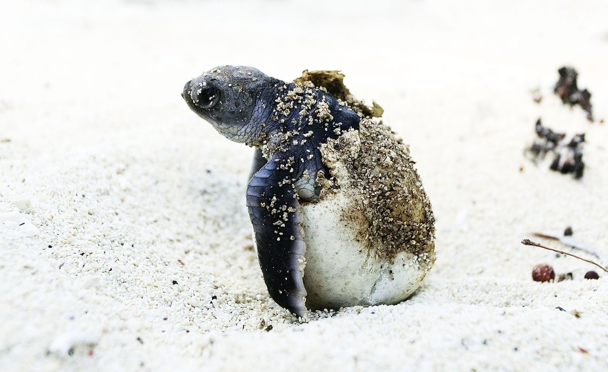 WWFitalia's tweet photo. 🔴In 52 anni le popolazioni di specie selvatiche di vertebrati sono calate in media del 73% 

Il nuovo #LivingPlanetReport 2026 di @WWF e @OfficialZSL  ci mostra un declino della #natura a livello globale 

Ma ci sono ragioni per sperare👇
https://t.co/aum3Qp48dB https://t.co/K0tdxgkK7I