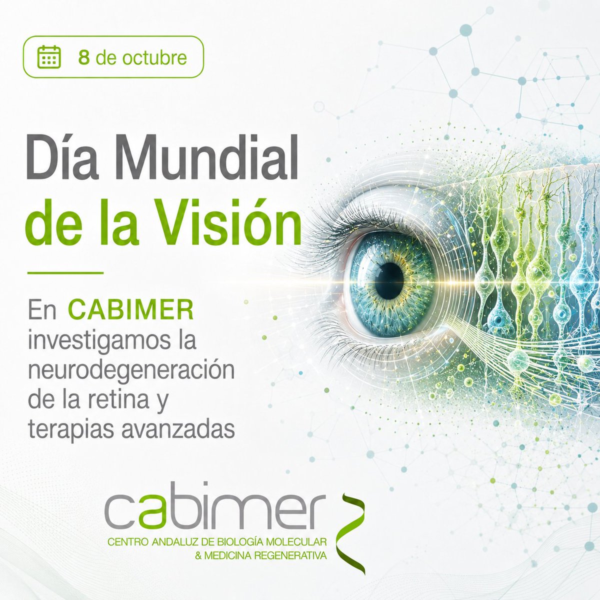 cabimer's tweet photo. 👁️ Hoy, Día Mundial de la Visión, ponemos el foco en las enfermedades de la retina, que investigamos en CABIMER.
A las 11:30 h, Open Day online de Retina4Future, centrado en los pacientes:
🔗 https://t.co/khV8FjMO3O
#DíaMundialDeLaVisión #Retina https://t.co/JlSjbIrTeb