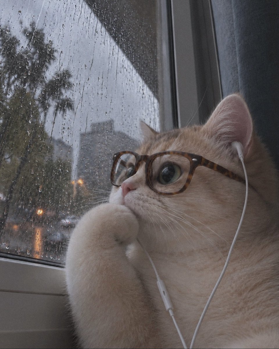 catflixseries's tweet photo. https://t.co/J0TroS907x