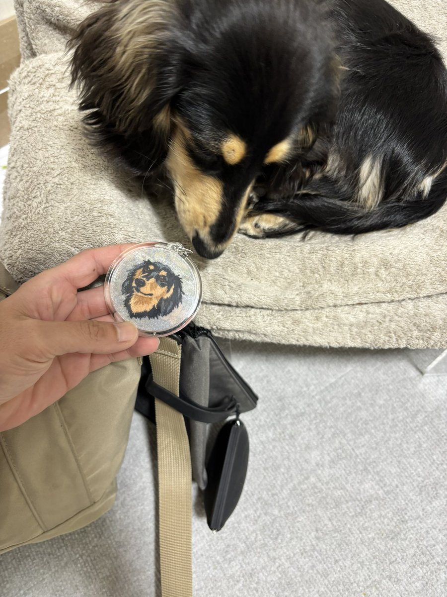 kamianikidal's tweet photo. 幼なじみが作ってくれたキーホルダーにうなぎ興味津々
#犬好きな人と繋がりたい 
#犬との生活 https://t.co/U5InqvPPyq