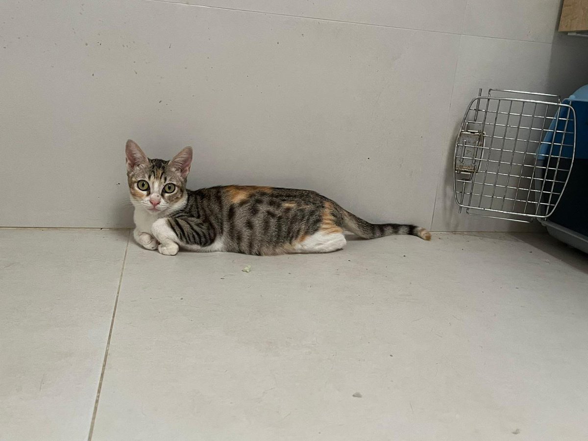 f_lo_morant's tweet photo. LIMA EN ADOPCIÓN!
Es una tricolor preciosa de 4 meses. Tiene unos ojazos verdes enormes. Es muy mimosa y dulce. Se lleva muy bien con otros gatos. 

🩺 Es negativa a leucemia e inmunodeficiencia, está vacunada 

📍Está en Alicante pero puede viajar. 

655 44 15 14 Ainhoa. https://t.co/edpCTY0gkX