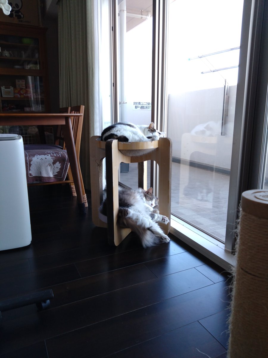 ponkuma2016's tweet photo. 似たような寝方の2段使い💤

＃猫のいる暮らし
＃ノルウェージャンフォレストキャット https://t.co/VjBx4vB0DC