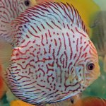 Photo by Wattley Discus (@WattleyDiscus)