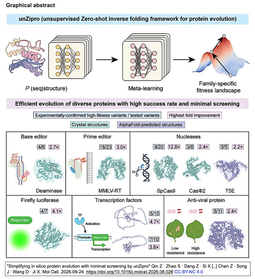 ScienceCrisp's tweet photo. "Simplifying in silico protein evolution with minimal screening by unZipro"
Qin Z ∙ Zhao S ∙ Deng Z ∙ Si X [..] Chen Z ∙ Song J ∙ Wang D ∙ Ji X. Mol Cell. 2026-09-24. https://t.co/CVkphDuG4b
unZipro (unsupervised Zero-shot inverse folding framework for protein evolution)
Testing fewer than ten nominated candidates (incl. AlphaFold3 model) identifies high-fitness variants
#CRISPR #BE #PE #Plant_breeding