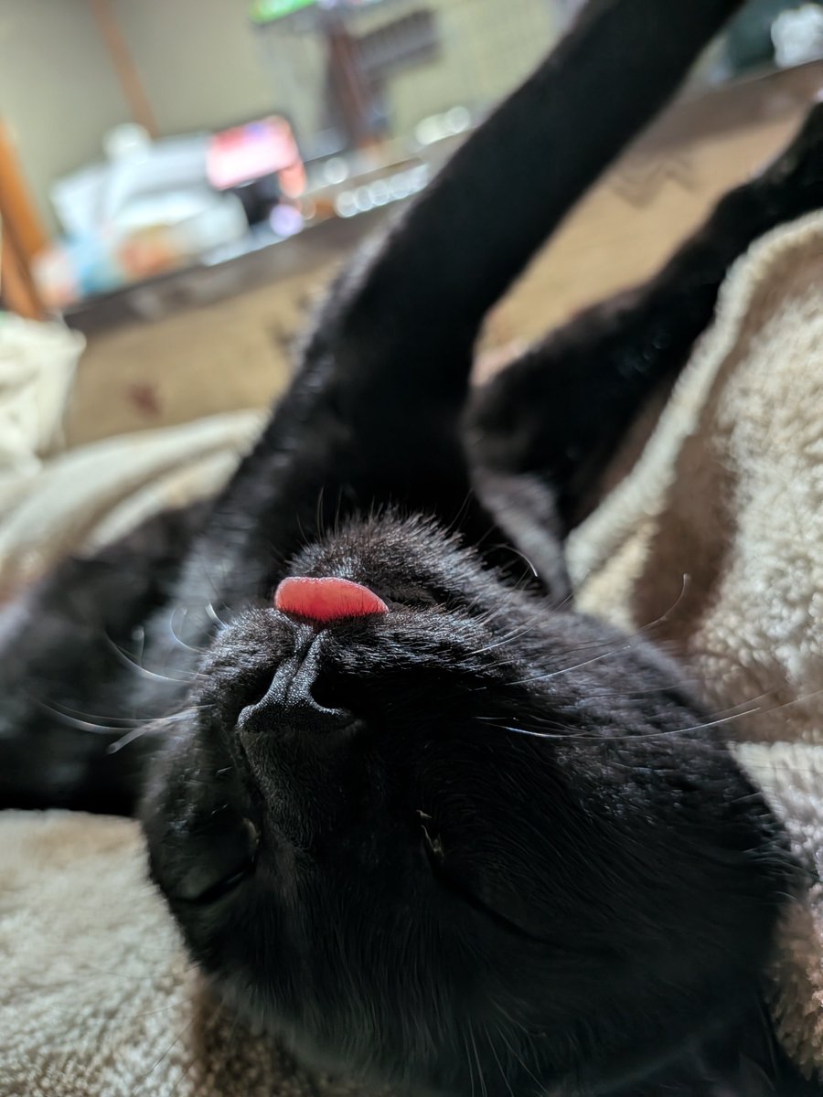 nekoda_222's tweet photo. またベロ出して寝てる👅

触ってもしまってくれない、カピカピなってる https://t.co/gI4cFgVuHm