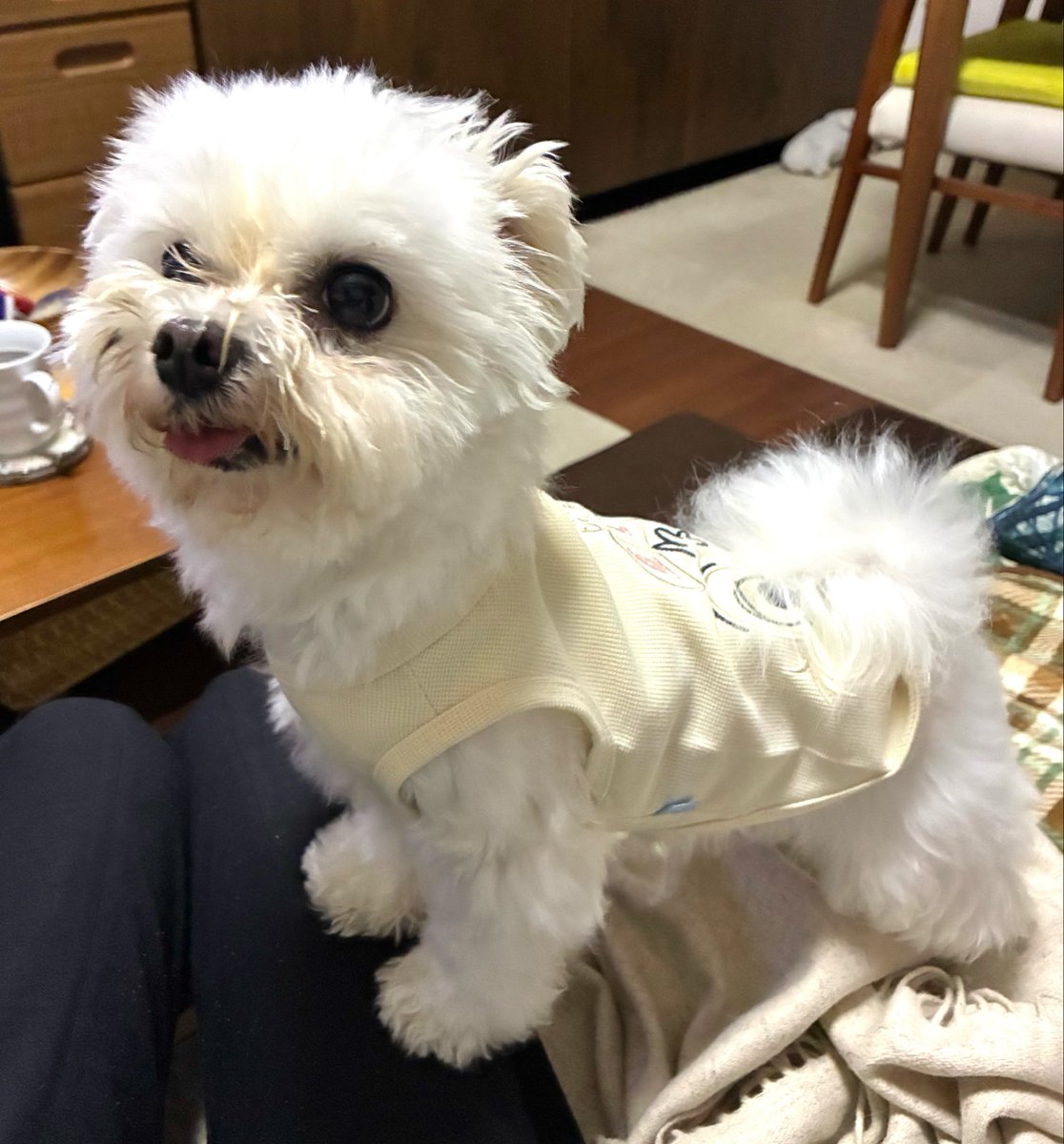 harukuru2021's tweet photo. ふくがまた病気になって昨日はかなり落ち込んだけど、退院してから後遺症もなく、元気に遊んで寝て食べて手をビッチャビチャになるまで舐めてくれるふくを見てて立ち直りました。
ふくはやっぱり強いこね💖 https://t.co/nenPNbC7uH