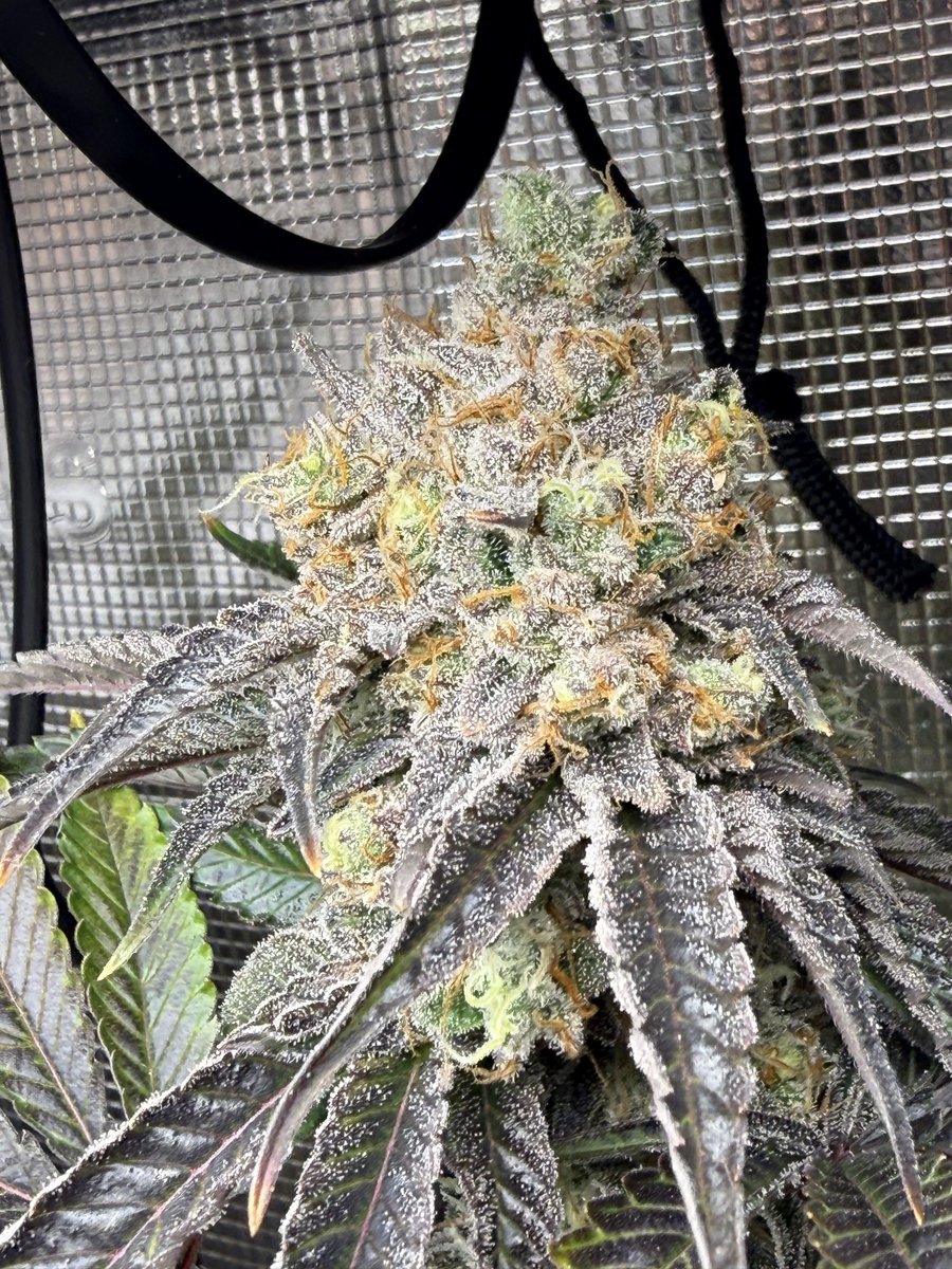 weedplugggg's tweet photo. Godfather OG
#cannabis #cannabiscommunity #weed #marijuana #cbd #thc #cannabisculture #weedporn #weeduk #hightimes #hemp #stoner #indica #sativa #maryjane #medicalmarijuana #highlife #kush #ganja #growyourown #weedlife #highsociety #dabs #spainweed #cannabissociety #smoke https://t.co/Oc9ylI9dBY