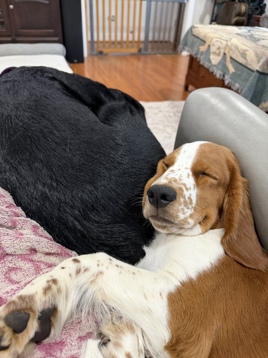 threedogsofva tweet picture