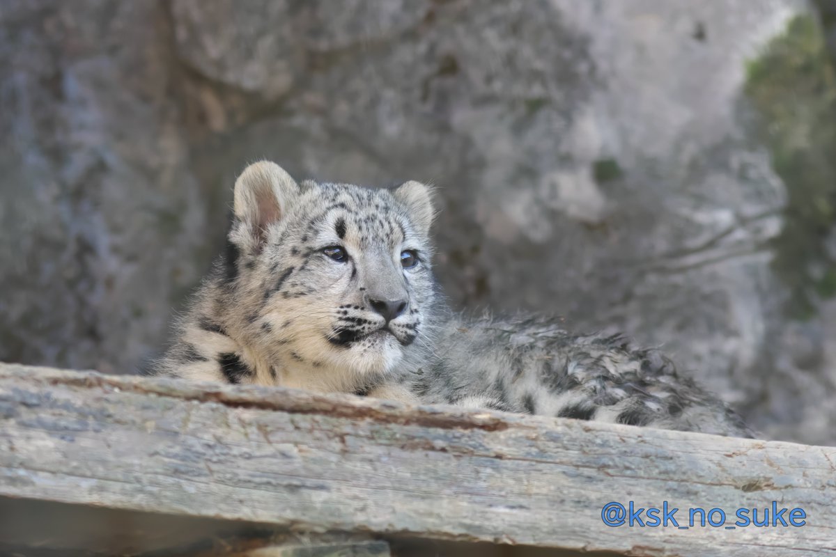 ksk_no_suke's tweet photo. ちっちゃかったあの日のフク✨️
📷2017.11
#多摩動物公園 #ユキヒョウ #フク https://t.co/lHhtAX3U5t