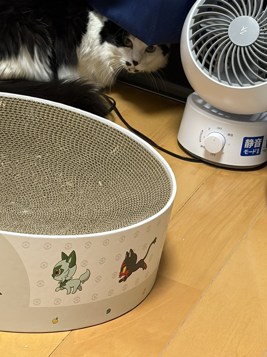 3333723's tweet photo. 猫ちゃんのいない隙を狙って美味しいおやつ出そうとしてないよね、全部見てるんだからね、の図 https://t.co/Lm52Xd0c5m