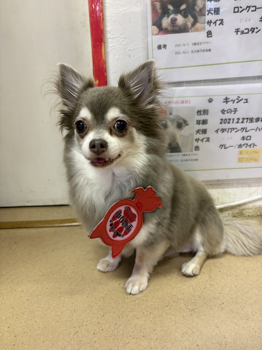 hogokencafeten1's tweet photo. 今日の天神橋カフェ☕️には
卒業犬🐶のチワワ
シルビー→カロンちゃん💕が
お泊りお預かりにきてくれました😆

お客様のお膝でまったりしてました😊
少しの間頑張ろうね🐾

天神橋店卒業の🐶🐱に限り
お泊りや日帰りお預かりが出来ます🐾

お問い合わせご予約は
☎️06-6352-8311 12時〜20時 https://t.co/GKrf9FFiJb