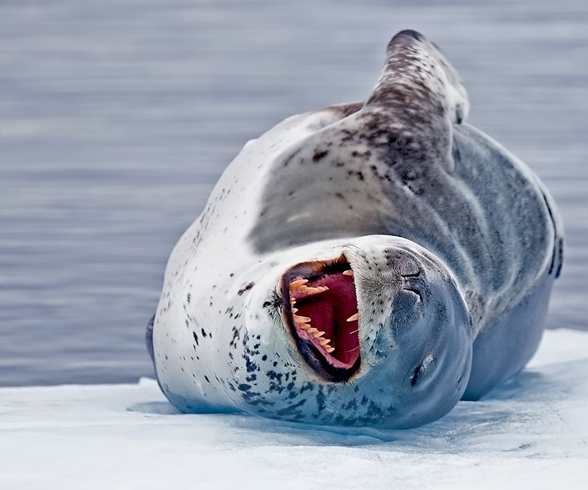 TimGluckman's tweet photo. #Are #fish #clever & #individual?
#leopard #seals have #personal #hunting #styles
#Cache food cf squirrels ie multi-step actions
Adapt predation moves eg to wave size
may #hunt & #eat cooperating
can b #playful even mentoring
BUT #killed a scientist
https://t.co/qRulmqPwdj https://t.co/xRYJLfVMH7