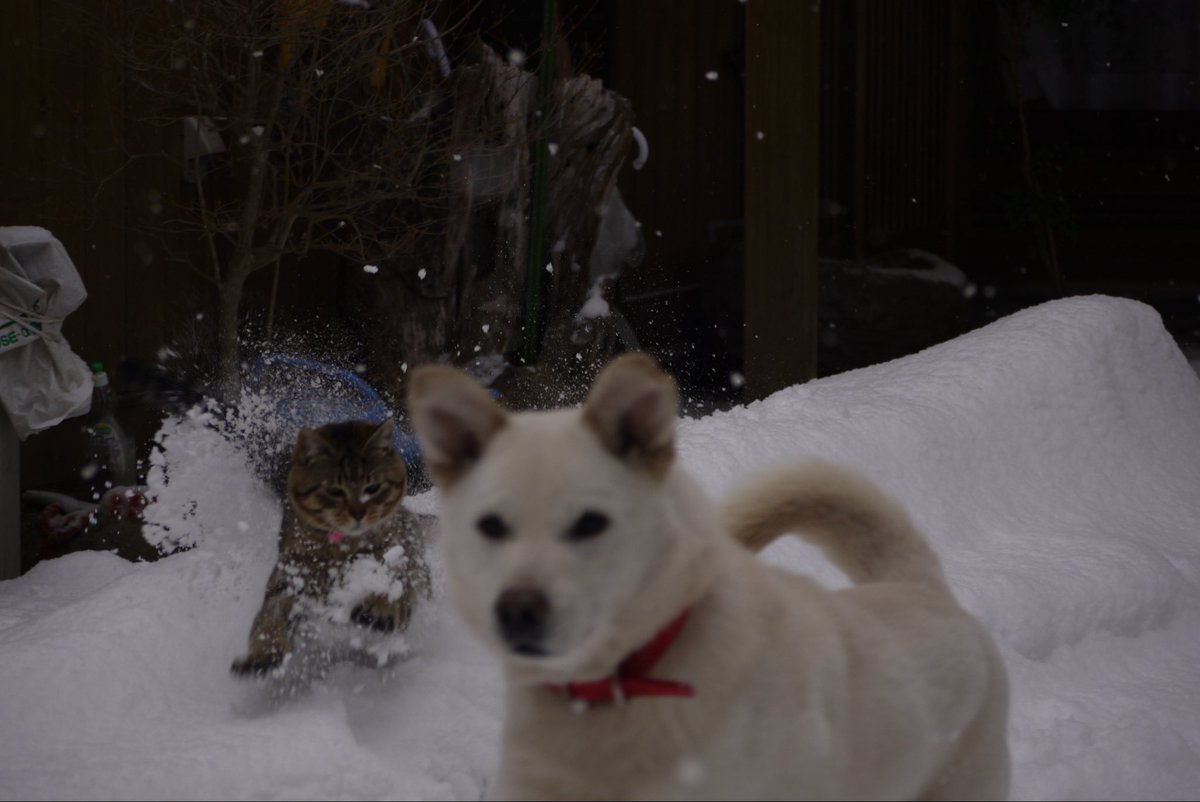 CLdigital72's tweet photo. 色んな人に
「近所に似た犬がいる」
と言われまくった何系の雑種なのか全くわからないマロちゃん。
めんま（猫）と仲が良くて本当に���しかった。 https://t.co/n7CIGPXTDl