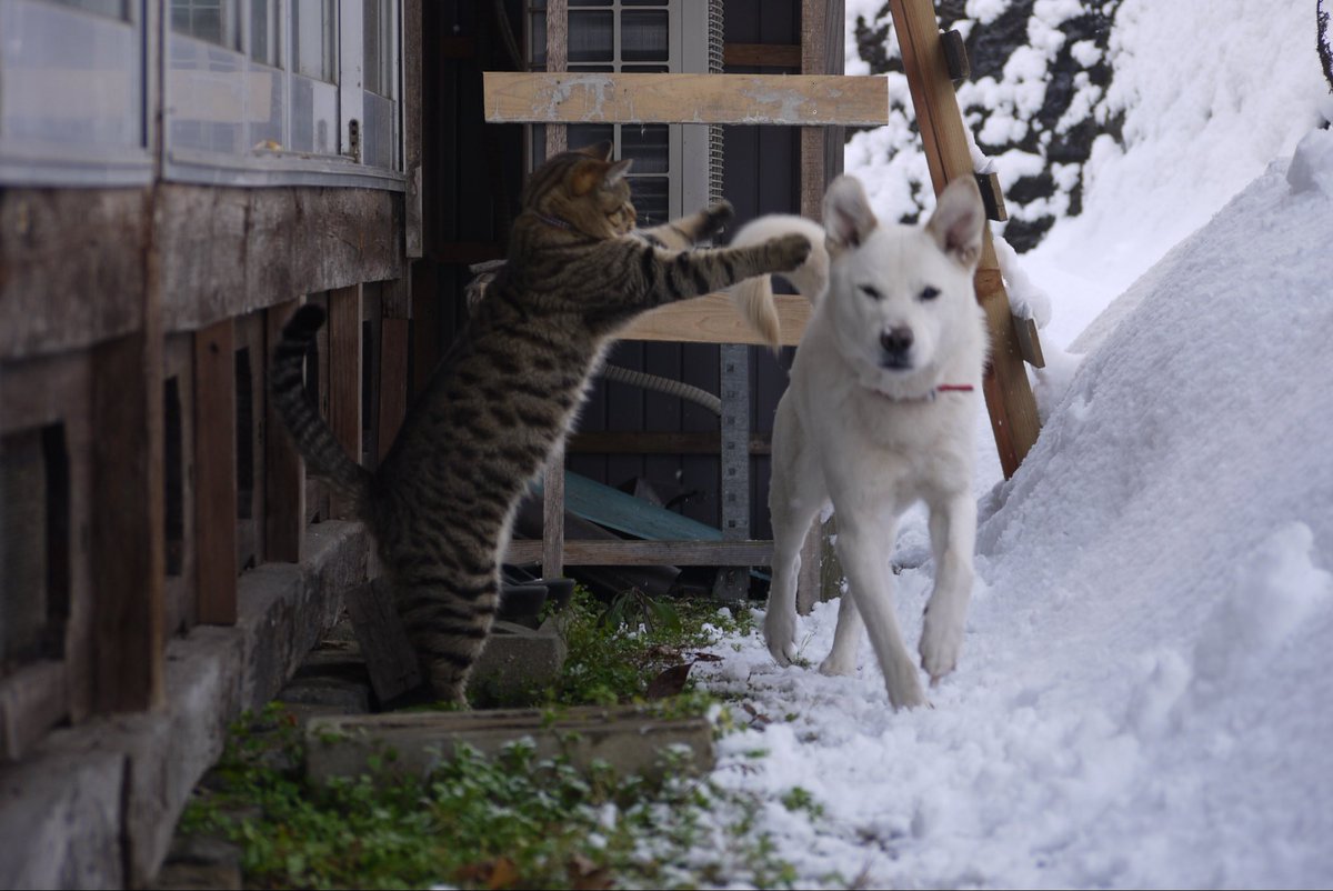 CLdigital72's tweet photo. 色んな人に
「近所に似た犬がいる」
と言われまくった何系の雑種なのか全くわからないマロちゃん。
めんま（猫）と仲が良くて本当に���しかった。 https://t.co/n7CIGPXTDl