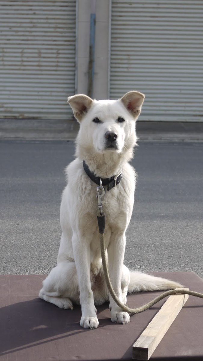 CLdigital72's tweet photo. 色んな人に
「近所に似た犬がいる」
と言われまくった何系の雑種なのか全くわからないマロちゃん。
めんま（猫）と仲が良くて本当に���しかった。 https://t.co/n7CIGPXTDl