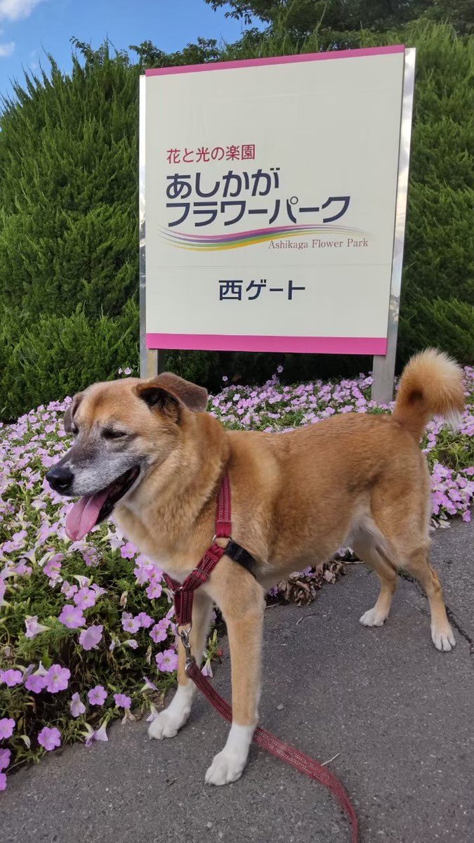 akygr's tweet photo. くりんとした尻尾、垂れ耳のかわいいかわいい謎いぬ https://t.co/MXfNzp0Tn0