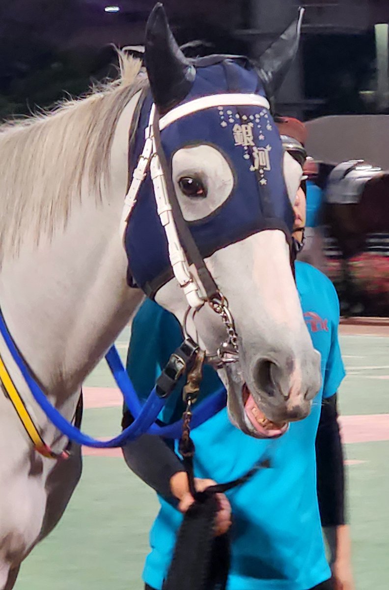 cocoa_air31's tweet photo. 大井12R
#コスモギンガ
#ゴールドシップ産駒
#大井競馬 https://t.co/frYhgAnytG