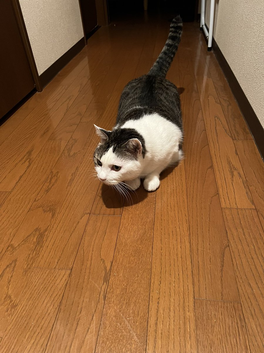 kuugachannel's tweet photo. ただいまクウガ
#ねこ #クウガ
#猫のいる暮らし𓃠 #猫のいる生活 https://t.co/js86IPGaOw