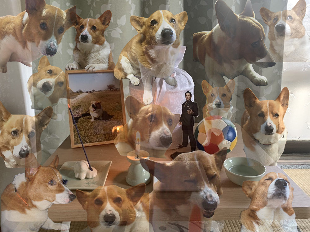 yomogimoti_ois's tweet photo. 犬が死んでから毎日これ https://t.co/QYzzarc0PS