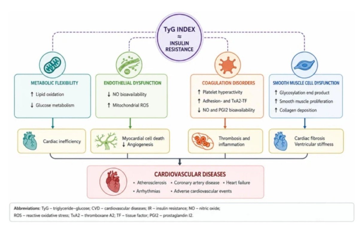 LipidoSeen's tweet photo. Índice Triglicéridos /glucosa

➡️Fácil de calcular
➡️Disponible en la mayoría de analíticas 

👉Esta revisión resume la evidencia actual sobre el papel del índice TyG en el desarrollo, la progresión y el pronóstico de las ECV

https://t.co/ZKQwpWSLlm https://t.co/NtyWWA1KoB