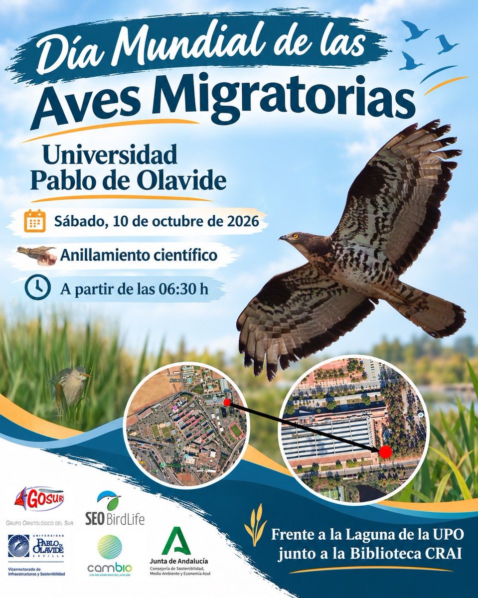 GosurSevilla's tweet photo. 🦅 Sábado 10/10, Día Mundial de las Aves Migratorias en la @upo_sevilla.
Anillamiento científico a partir de las 06:30 h, frente a la Laguna, junto a la Biblioteca CRAI.
¡Te esperamos! 🌿
#AvesMigratorias #GOSUR #Anillamiento #UPO @pablodeolavide @ceicambio https://t.co/dewHdkfAb0