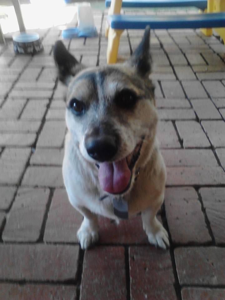 abedawg69's tweet photo. Also for those who asked about the story/lore of my recent fursona, long story short is based off my beloved doggo Oreo who’d passed away some years ago and she’d been with my family nearly 18 years, she was closest to me and meant the world to me! <3 https://t.co/XbJZ2L5BBq