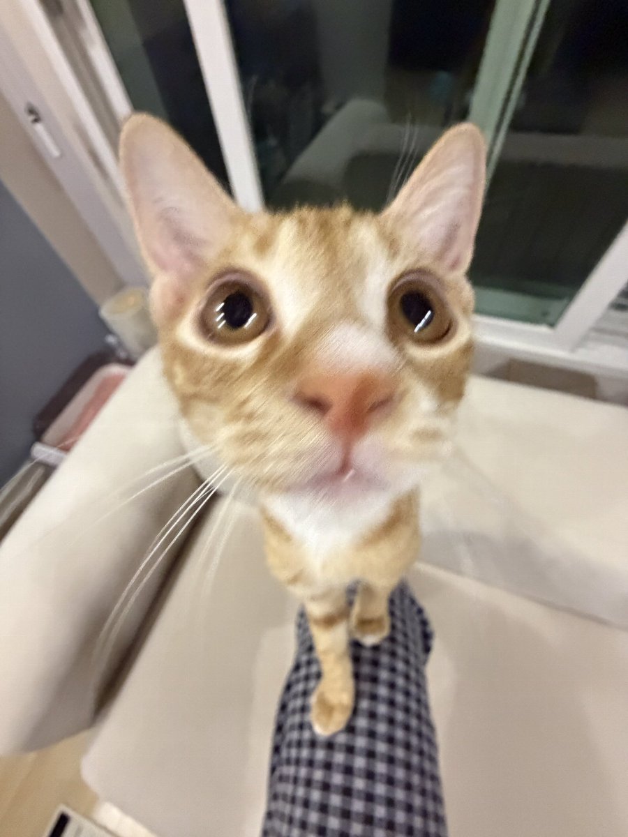 HongchEEEEz's tweet photo. 이 고양이
요즘 제 다리 위에서 균형 잡는 것에 재미 들렸습니다 https://t.co/2o1N0kmaFR