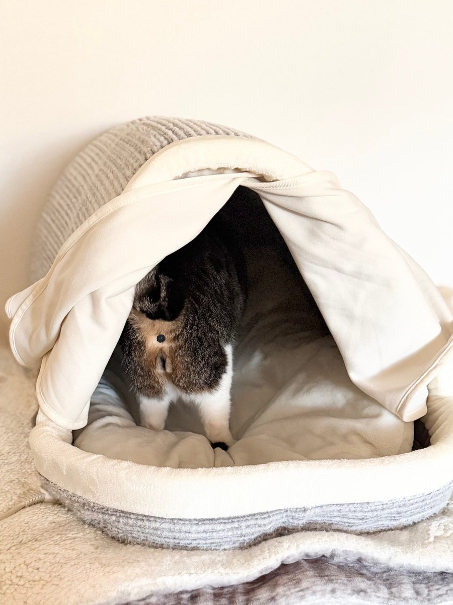 nyao2021's tweet photo. うちの猫(5.6kg)自分の体に何かが触れるのが嫌いで、どんなに寒い冬でも布団に潜り込んだりせず…
寒い中で寝てるから毎年すごく心配だったんだけど、昨年これのLLサイズを買ってみたら、ぬくぬくで寝てくれるようになって本当に助かってる🙏🏻 https://t.co/KapncenIDD