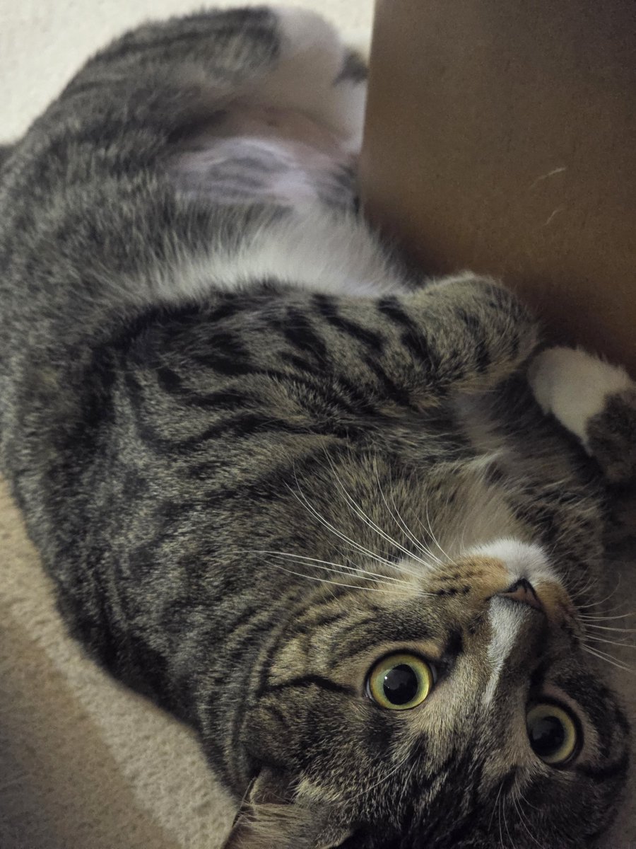 eo_ri_the_cat's tweet photo. 뒹굴 https://t.co/MHQAYoj8VV
