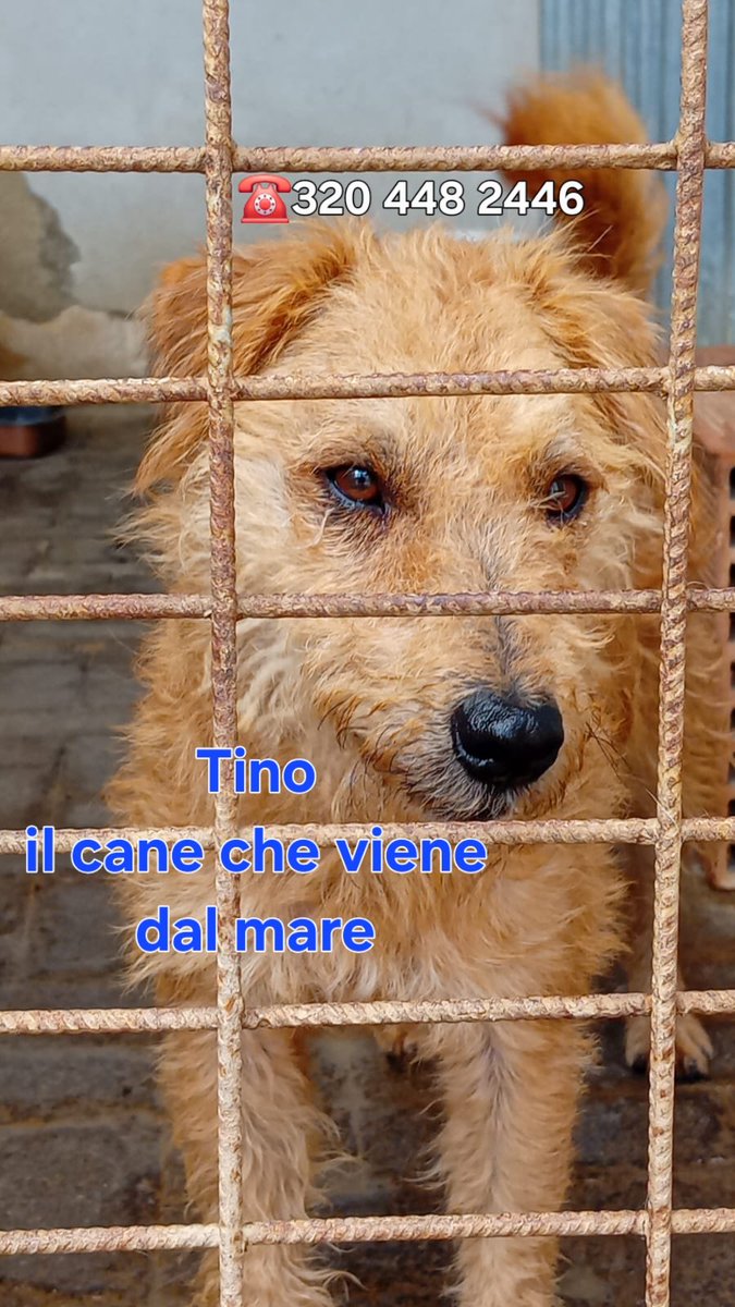 GretaFanti's tweet photo. Fissava il #mare con una corda al collo, non lasciava il luogo dove lo avevano #abbandonato. Tino ha circa 2 anni, pesa solo 8 kg. Attende una #famiglia che non lo tradisca. #Sicilia,adozione centro e nord 
whatsapp ☎️320448 2446 
#viral #8ottobre #cane
#adozione https://t.co/9duxjHqWGX