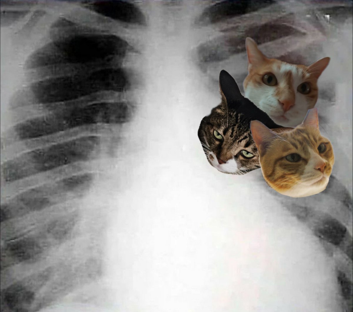 mykittyboyis_'s tweet photo. 노 심장의 색깔은 cat https://t.co/jMt5ocK1B1