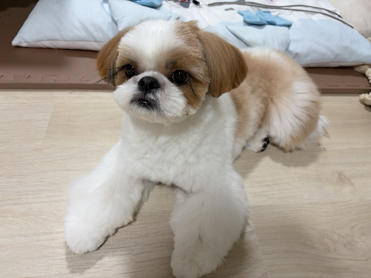 abemcwild's tweet photo. スーパートゥインクルきゅるりんおこげボーイ🐶✨ https://t.co/He2BpBBiLe