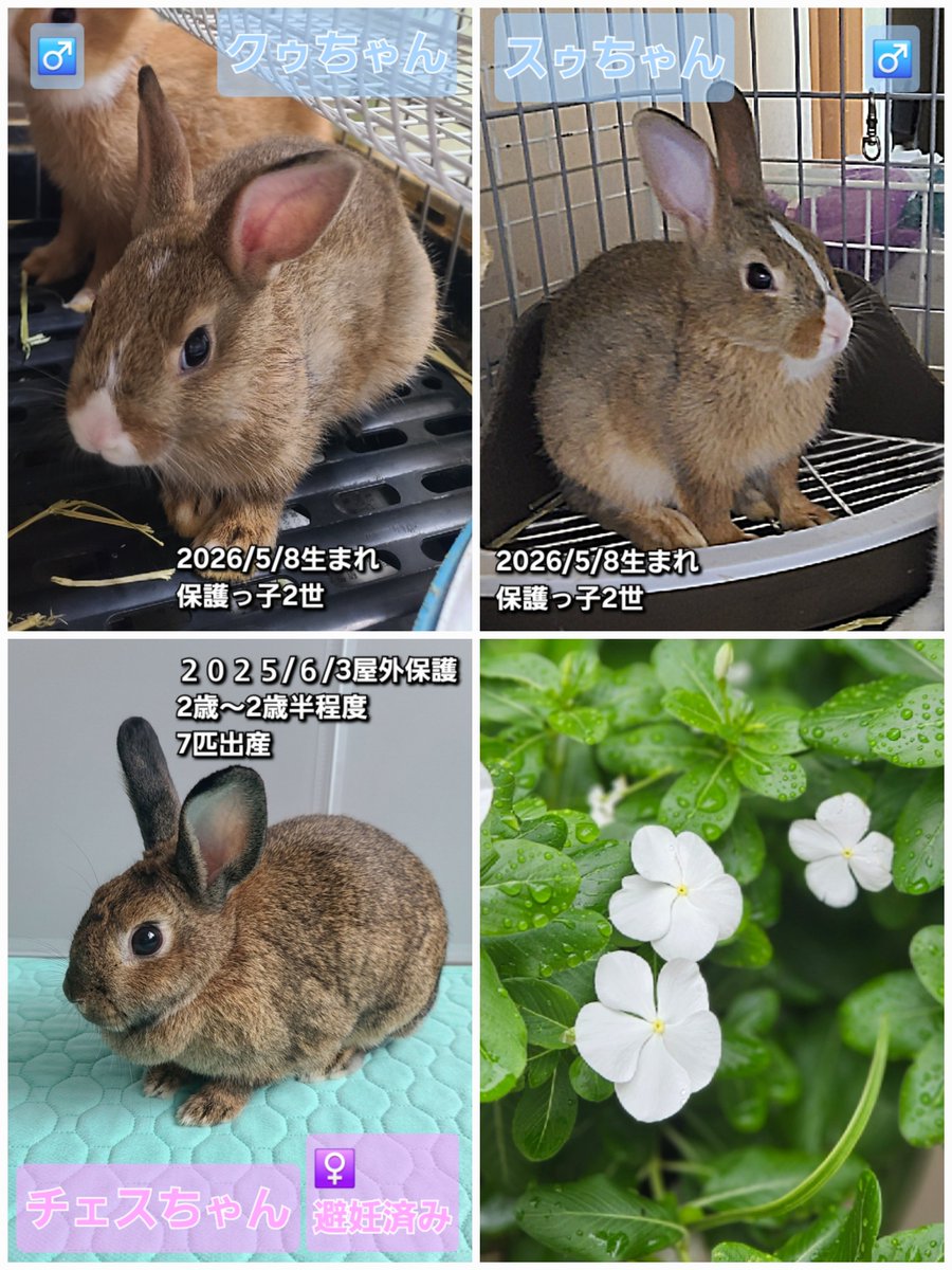 JohanUsagisuki's tweet photo. 秋のおでかけシーズン🍁
今夏は雨続きだったのでお天気が良いですね☺
暫くリアルな活動で手一杯でSNSをお休みしていましたが戻ってきました🙏

改めて現在ご家族を探しているうさぎ達のまとめ画像を作りました🐰
気になる子が居ればお声がけください🙏随時面会可能です💓

#里親募集中
#保護うさぎ https://t.co/kVdoVpyQJV