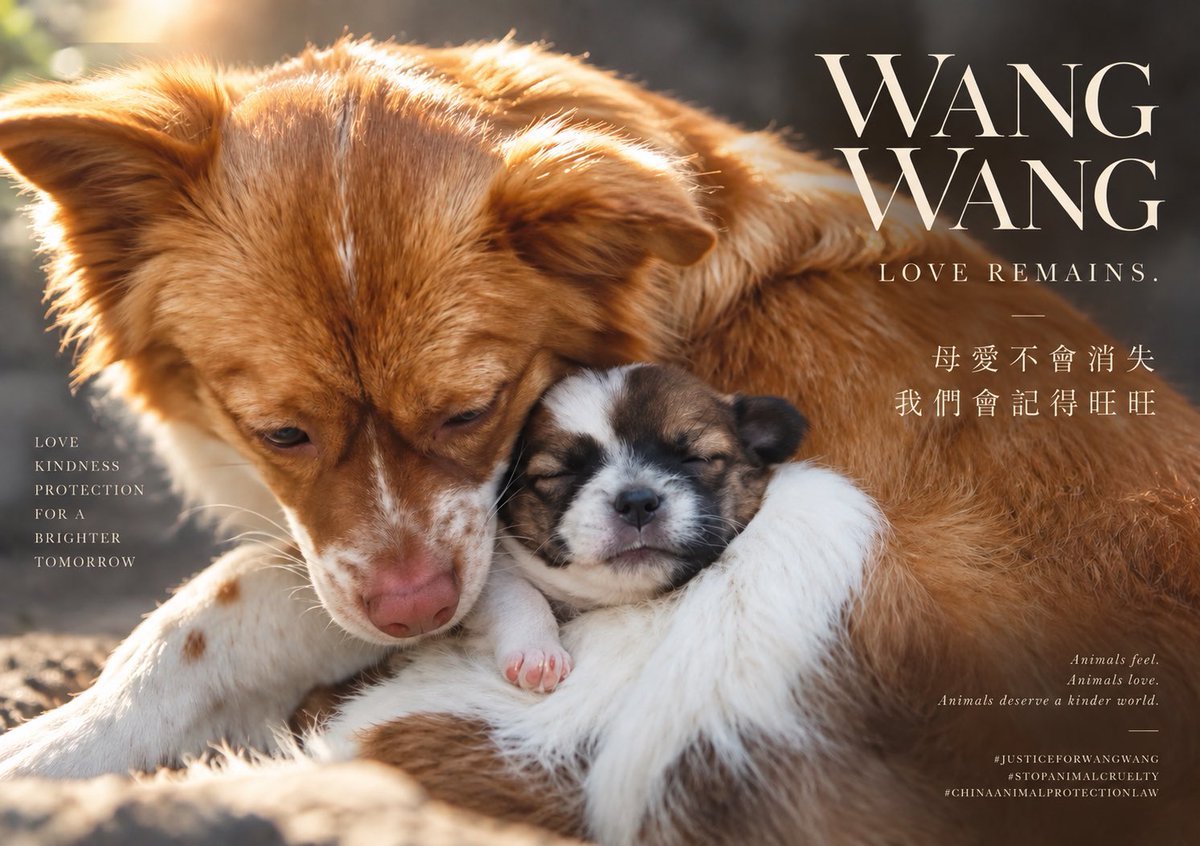 weng_ya34966's tweet photo. 📣🙏🇨🇳🐕🐶🐾
（轉發）
旺旺的母愛到最後都沒有消失。
我們會記得旺旺。

有些生命離開了，
但牠留下的愛，不會消失。

願動物不再成為虐待、娛樂與暴力的對象。

為旺旺，也為所有無法替自己發聲的生命。

#抵制中國旅遊 

#要求中國制定動物保護法 https://t.co/fo5A8ZZWj8